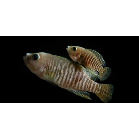 LAMPROLOGUS MULTI FASCIATUS comprar