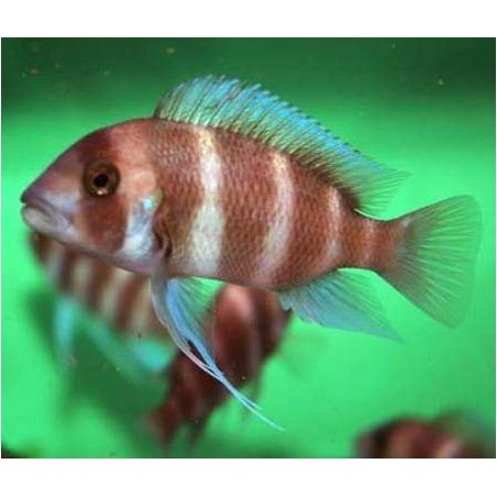 PARACIPRICHROMIS NIGRIPINNIS BLUE NEON 3 A 4 cm