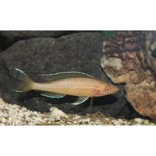 PARACIPRICHROMIS NIGRIPINNIS BLUE NEON 3 A 4 cm