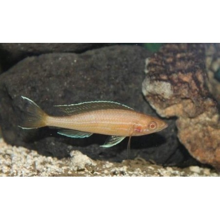 PARACIPRICHROMIS NIGRIPINNIS BLUE NEON 3 A 4 cm
