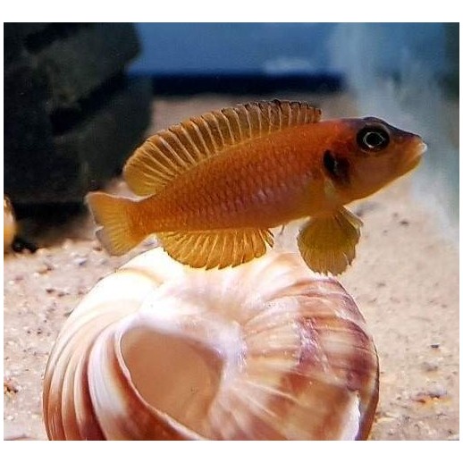 PARACIPRICHROMIS NIGRIPINNIS BLUE NEON 3 A 4 cm
