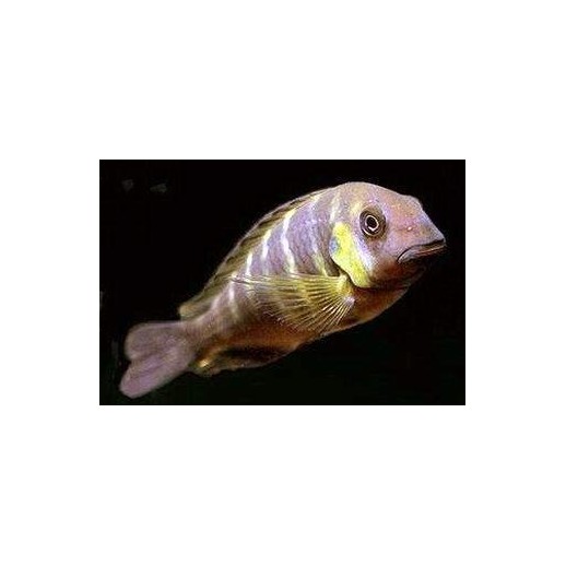 PARACIPRICHROMIS NIGRIPINNIS BLUE NEON 3 A 4 cm