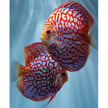 comprar peixe acara disco