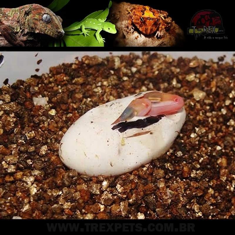 Vermiculita ovos repteis