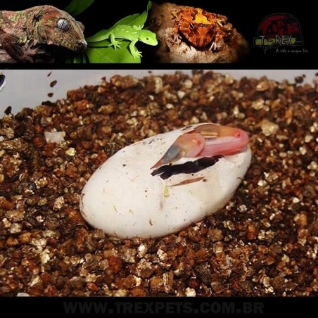 Vermiculita ovos repteis