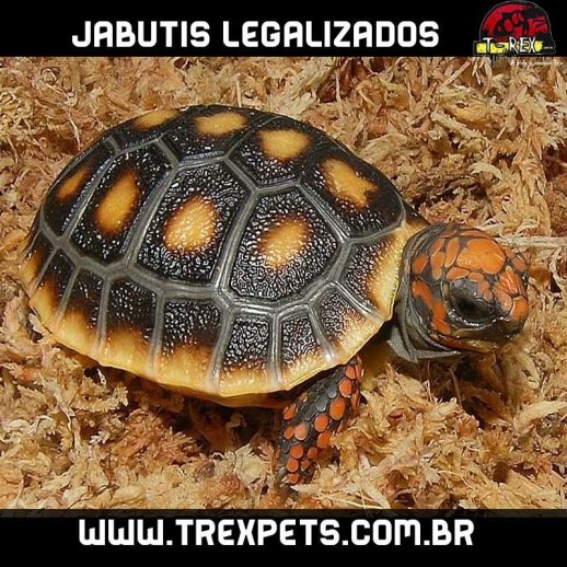 Jabuti Legalizado Criadouro