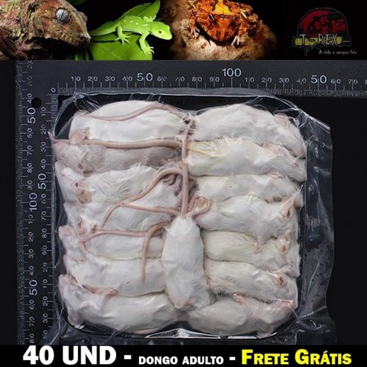 camundongo para cobras corn snake
