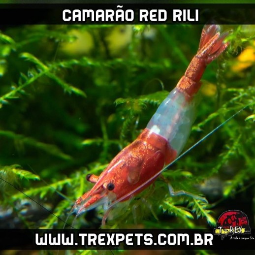 camarao colorido de aquario