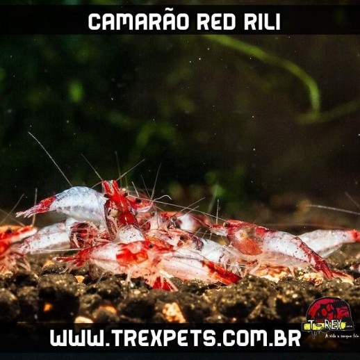camarao red rilli agua doce