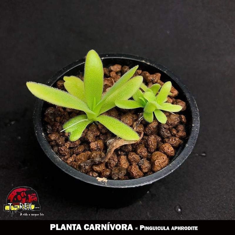 onde comprar planta carnivora