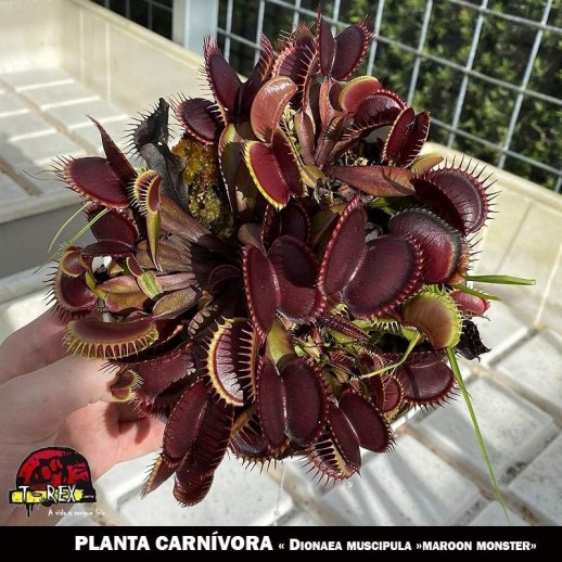 Dioneia Muscipula Maroon Monster