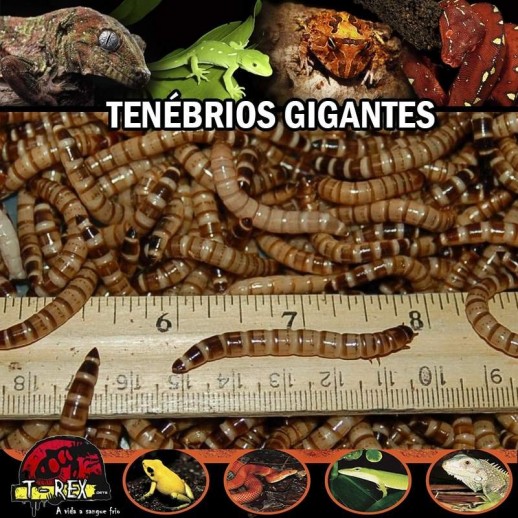 Venda de Larvas Tenébrio