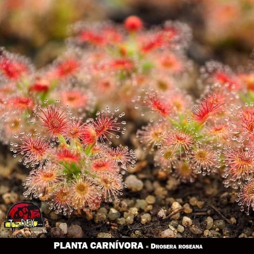 planta carnivora pigmeia