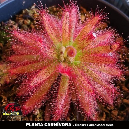 Planta Carnívora Drosera Graomogolensis