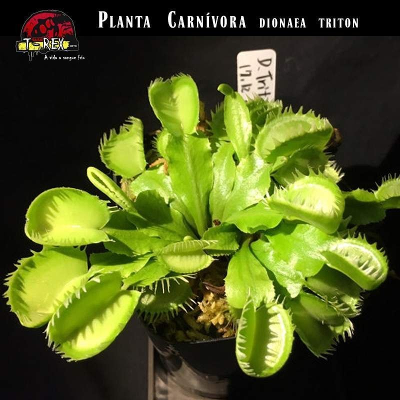 Planta Carnívor Dioneia Triton Planta Carnívor Dioneia Triton