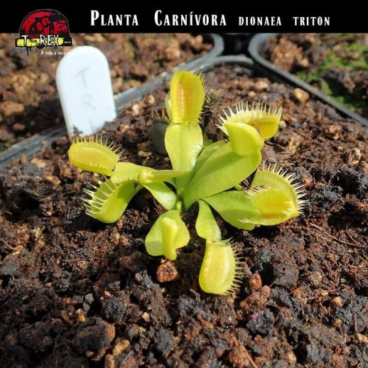 muda planta carnivora dioneia triton muda planta carnivora dioneia triton