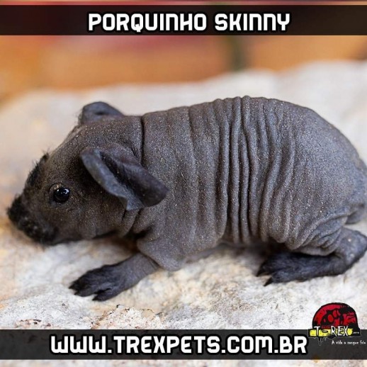 Porquinho da india skinny