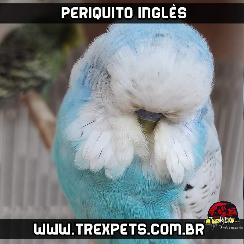 comprar periquito ingles parana comprar periquito ingles parana