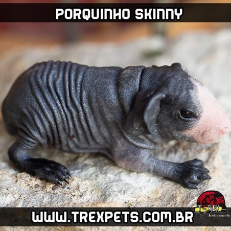 Porquinho da india sem pelos