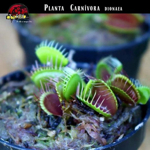 muda de planta carnivora muda de planta carnivora