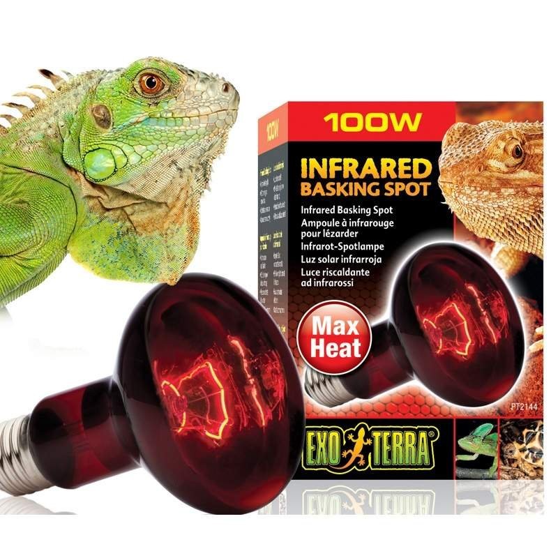 Lampada Noturna para Répteis