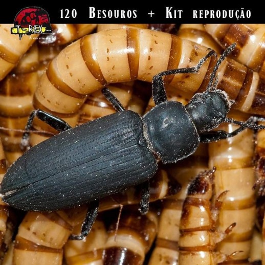 reproducao de tenebrios