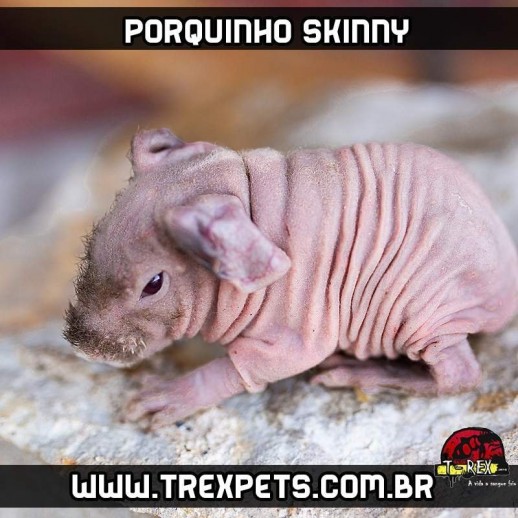 porquinho da índia sem pelos em sp