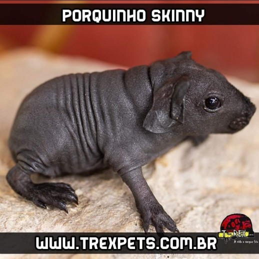 Porquinho da índia em são paulo