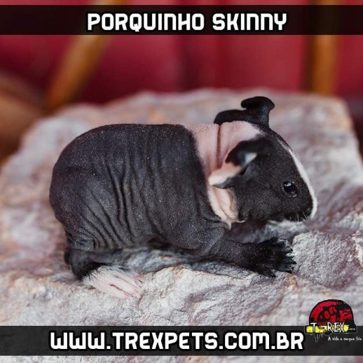 porquinho da india sem pelos