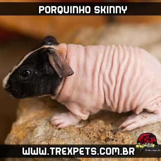 porquinho da índia pelado
