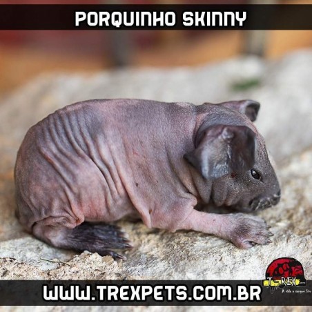 Porquinho da Índia sem pêlos em curitiba