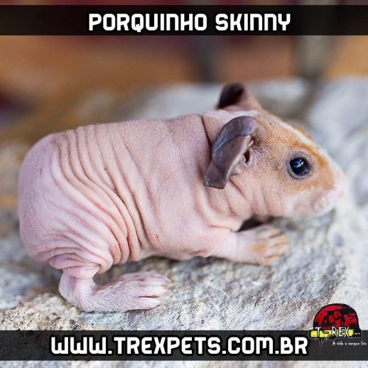 Alimentação de Porquinho da Índia sem pêlos