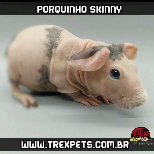 Cavário Porquinhos da Índia