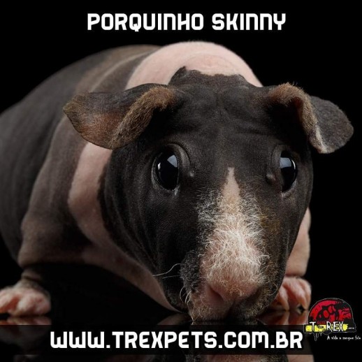 Porquinho da Índia sem para comprar