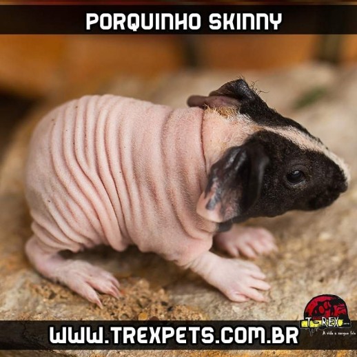 Loja de Porquinho da Índia sem pêlos