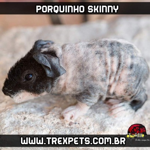 Porquinho da Índia sem pêlos Skinni