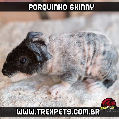 Porquinho da Índia sem pêlos Skinni