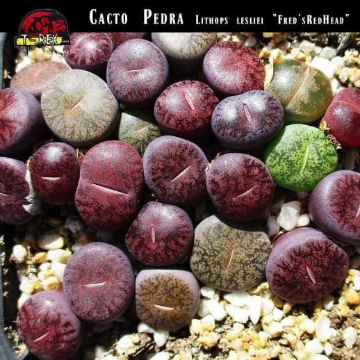 Muda Cacto Pedra Lithops...