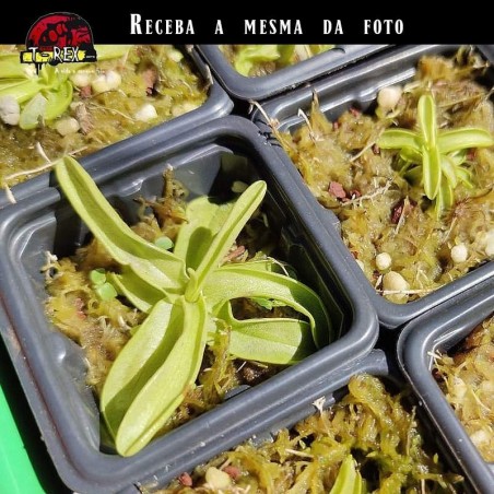 Planta Carnívora Pinguicula