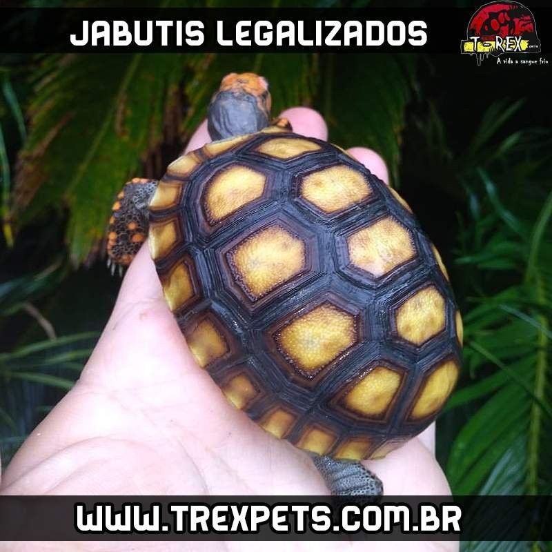 criadouro jabuti legalizado