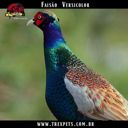 comprar faisão versicolor