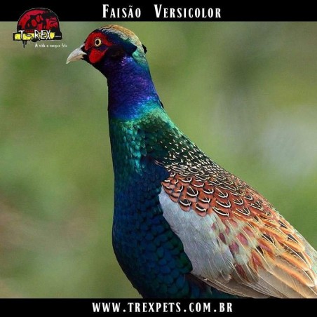 comprar faisão versicolor