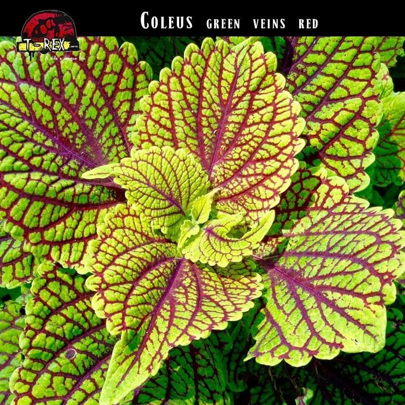 Muda de Coleus Verde Rosa