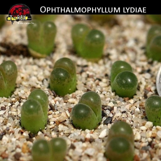 Pedras Vivas Lithops Pedras Vivas Lithops