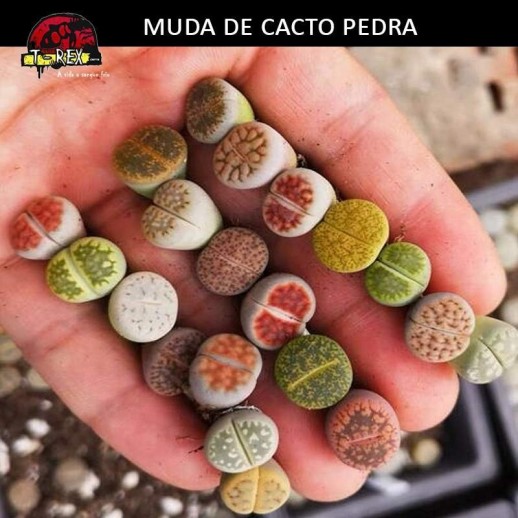 Comprar muda de lithops cacto Comprar muda de lithops cacto