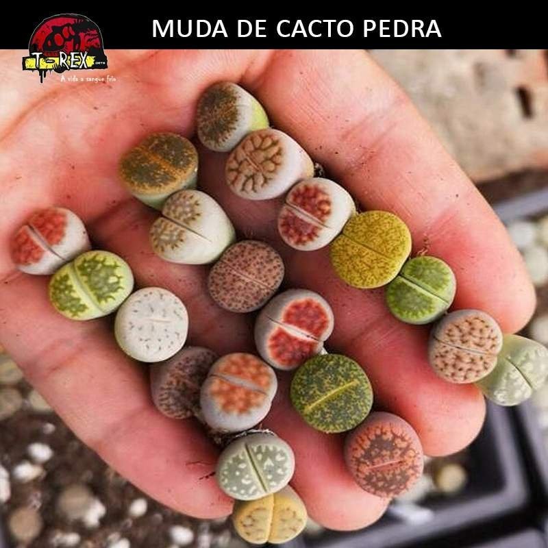 Comprar muda de lithops cacto Comprar muda de lithops cacto