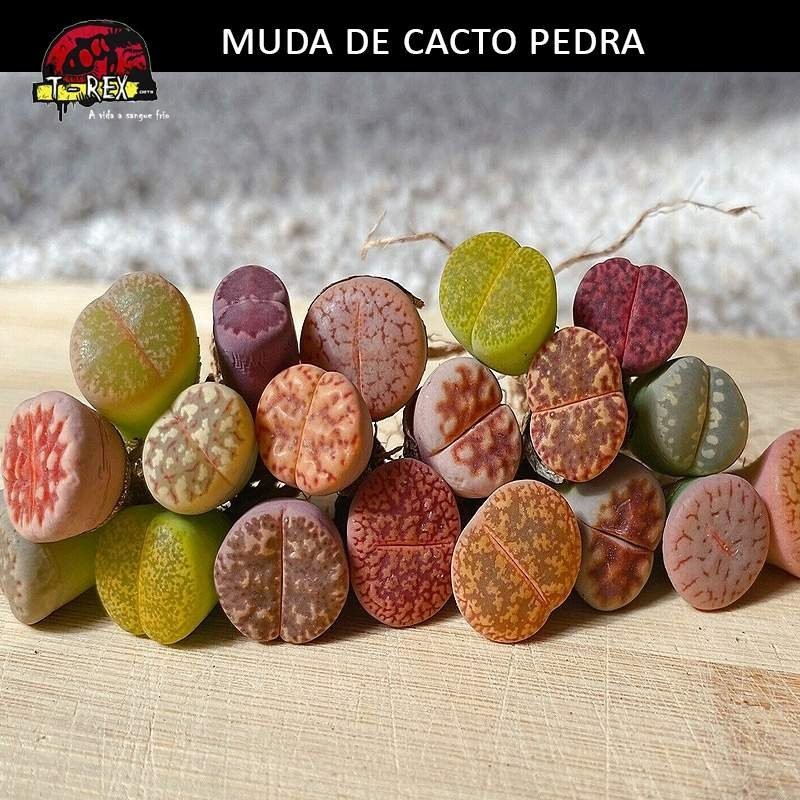 Mudinha de Cacto Pedra Lithops Mudinha de Cacto Pedra Lithops
