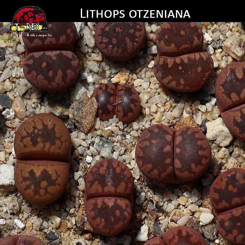 Muda de Lithops Cacto Pedra Muda de Lithops Cacto Pedra