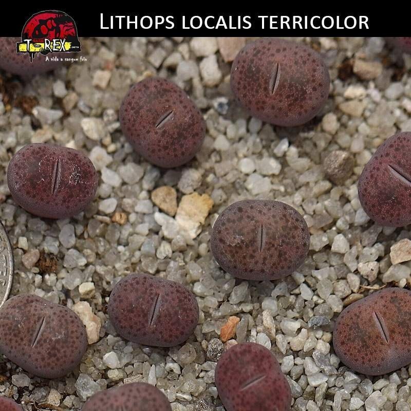 Venda de Lithops cacto pedra Venda de Lithops cacto pedra