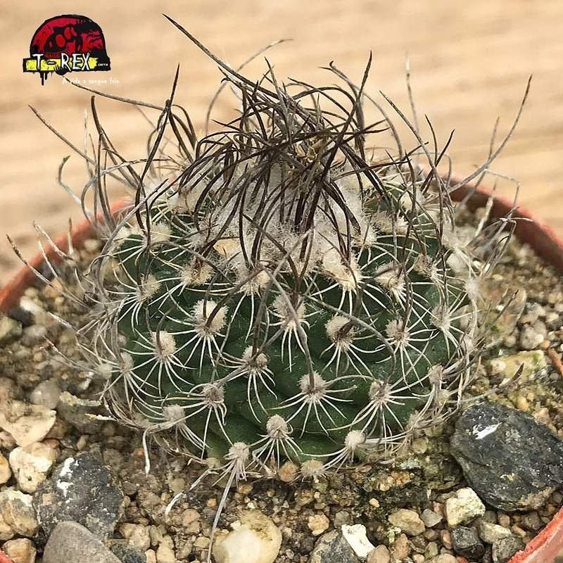 Muda de Cacto TURBINICARPUS MACROCHELE Muda de Cacto TURBINICARPUS MACROCHELE